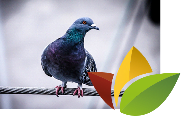 gevogelte diervoeding - Wijnen Welten agro