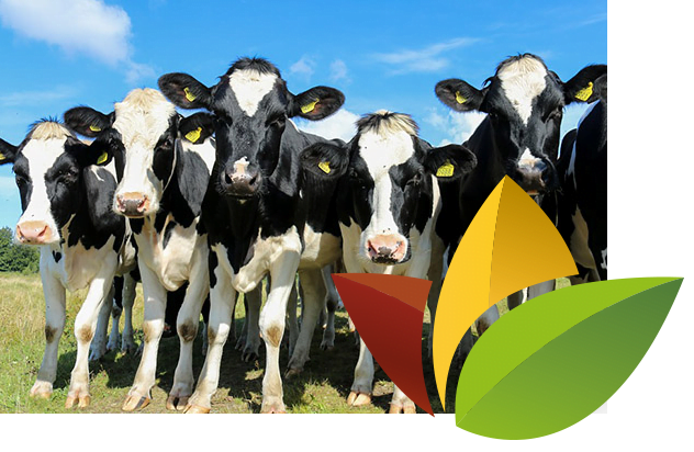 rundvee diervoeding Wijnen Welten